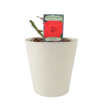 Ruby Wedding Rose Dark Red Blooms In5.5 L Pot, 6 of 7