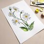 Daisy April Birth Flower Watercolour Art Print, thumbnail 3 of 4