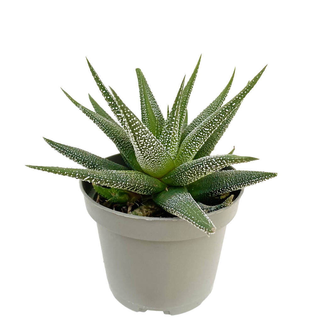 Haworthia Fasciata 'Concolor' By Clouds Hill Succulents