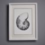 Framed Limited Edition Nautilus Shell Giclee Print, thumbnail 4 of 7