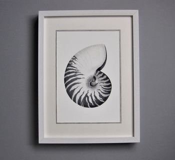 Framed Limited Edition Nautilus Shell Giclee Print, 4 of 7