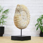 Giant Xl Mantelliceras Ammonite Fossil Stand, thumbnail 3 of 3