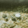 Small Scallop Shell Ring Friends Of The Sea, thumbnail 4 of 5