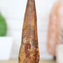 Spinosaurus Tooth Xl Bespoke Solid Oak Stand Real Authentic Jurassic Dinosaur Fossil Natural History Interior Design Home Decor Display Gift Ornament, thumbnail 3 of 5