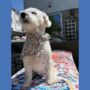 Handmade Dog Bandanas, thumbnail 10 of 11