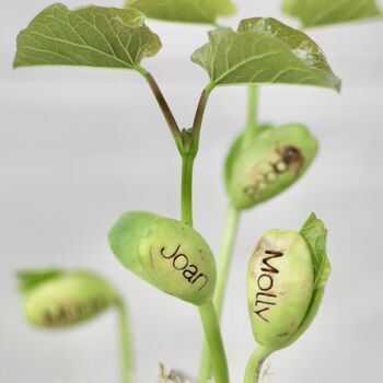 Personalised Name Bean Seeds, 2 of 8