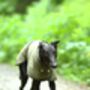 Greyhound Lurcher Dog Coat, thumbnail 2 of 2