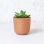 Terracotta Plant Pots Set Of Three U Curved, thumbnail 2 of 6