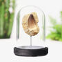 Mosasaur Tooth In Matrix Real Authentic Dinosaur Fossil Bell Jar, thumbnail 1 of 4