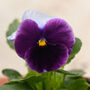 Flowers Pansy 'Beaconsfield' 20 X Plant Pack, thumbnail 3 of 6