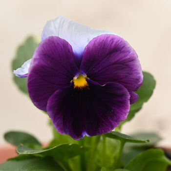 Flowers Pansy 'Beaconsfield' 20 X Plant Pack, 3 of 6