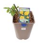 Golden Wedding Rose – Vibrant Yellow Anniversary Rose Bush, thumbnail 5 of 7