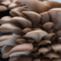 Oyster Mushroom Growing Kit Ready To Grow, thumbnail 9 of 12