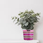 Striped Recycled House Plant Pot Covers Three Sizes, thumbnail 4 of 12