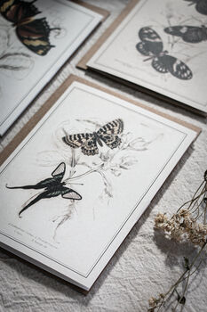 Vintage Butterfly Card Set – Mixed Pack Of Four, 6 of 10