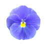 Flowers Pansy 'True Blue' 20 X Plant Pack, thumbnail 1 of 5