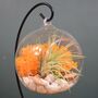 Diy Air Plant Terrarium Kit Hanging Terrarium Gift Autumn Orange, thumbnail 2 of 5