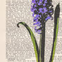 Hyacinth, Vintage Collection Print, thumbnail 2 of 6