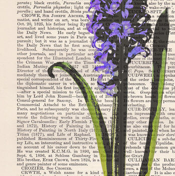 Hyacinth, Vintage Collection Print, 2 of 6