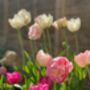 Tulip ‘Double Sensation Mix’ – 20 Premium Bulbs, thumbnail 1 of 2