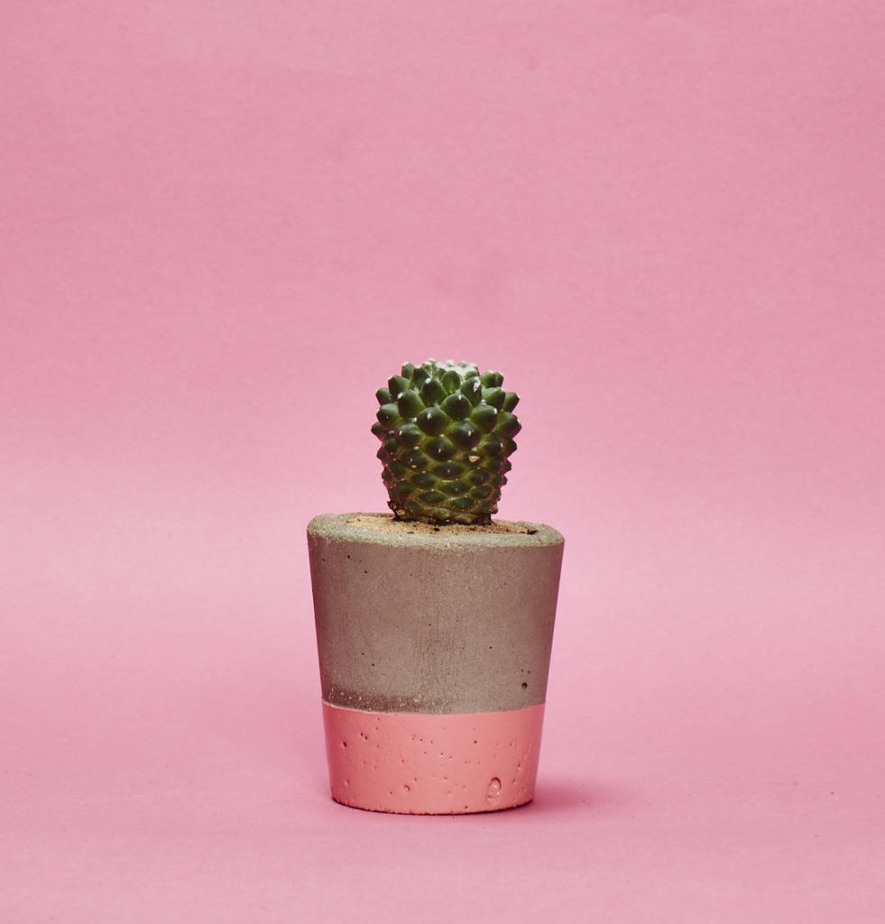 Concrete Pot Small With Cactus/ Succulent In Pink, 1 of 5