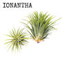 Bird Air Plant Holder In Off White, thumbnail 12 of 12