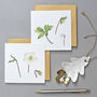 Christmas Cards With Christmas Rose Illustrations, thumbnail 1 of 4