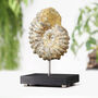 Douvilleceras Ammonite Bespoke Solid Oak Stand Authentic Dinosaur Fossil, thumbnail 1 of 3