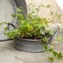 Round Zinc Tray Planter With Handles | 25cm, thumbnail 1 of 2