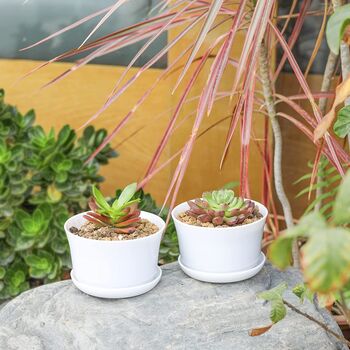 Pack Of Six Small White Plastic Plant Pot, 5 of 9