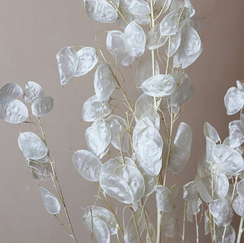 Natural Dried Bleached Lunaria Honesty Bunch, 3 of 4