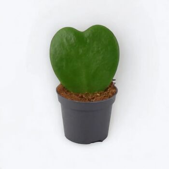 Hoya Kerrii Heart Succulent – 6cm Pot Indoor Plant, 2 of 4