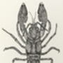 L Is For Louisville Crayfish Illustration Print, thumbnail 4 of 6