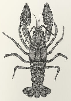 L Is For Louisville Crayfish Illustration Print, 4 of 6