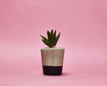 Concrete Pot Small With Cactus/ Succulent In Black, 2 of 5