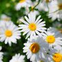 Herbs, Flowering Chamomile, Full Plants In 9cm Pots, thumbnail 3 of 5