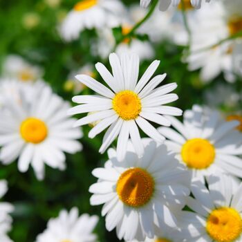 Herbs, Flowering Chamomile, Full Plants In 9cm Pots, 3 of 5