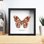 Lebeaus Silkmoth Handcrafted Frame, thumbnail 1 of 3
