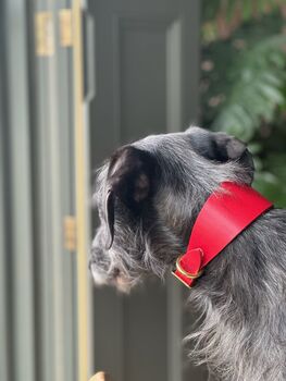 Personalised Whippet / Lurcher / Greyhound Collar, 11 of 12