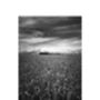 Wheat Field, Occold, Suffolk Photographic Art Print, thumbnail 3 of 4