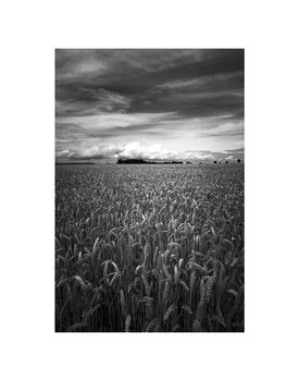 Wheat Field, Occold, Suffolk Photographic Art Print, 3 of 4