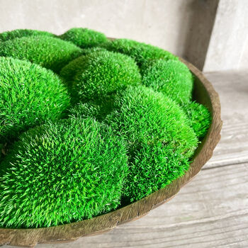 Preserved Moss In Mango Bowl, 3 of 4