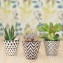 Set Of Three Mini Planters With Choice Of Plants, thumbnail 3 of 3