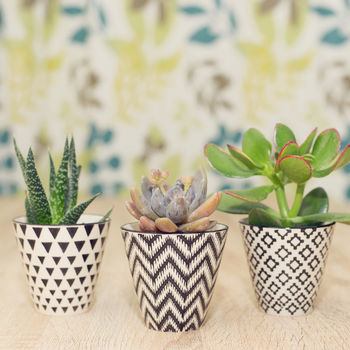 Set Of Three Mini Planters With Choice Of Plants, 3 of 3