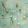 Caput Jellyfish Air Plant, thumbnail 5 of 5