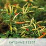 'Number One Dad' Eco Grow Your Own Chilli Plants Kit, thumbnail 5 of 9