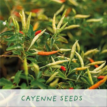 'Number One Dad' Eco Grow Your Own Chilli Plants Kit, 5 of 9