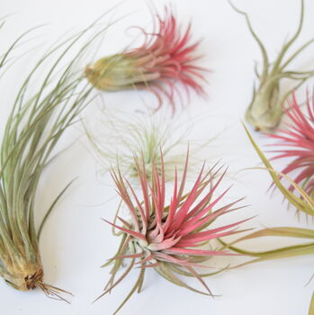 Air Plant Varieties Plant Gift For Plant Lover, 4 of 12