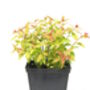 Spirea Japonica Plants, 'Goldflame', thumbnail 2 of 2