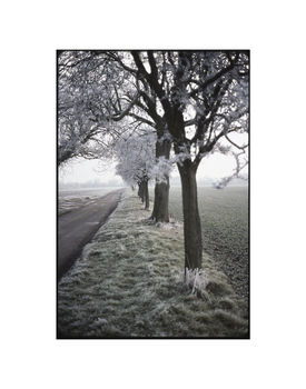 Frosty Trees, Occold, Suffolk Photographic Art Print, 3 of 4